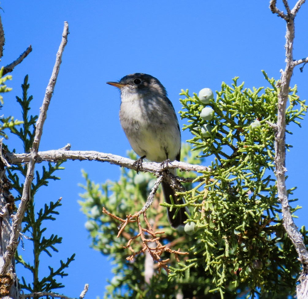 Gray Flycatcher - ML619008647