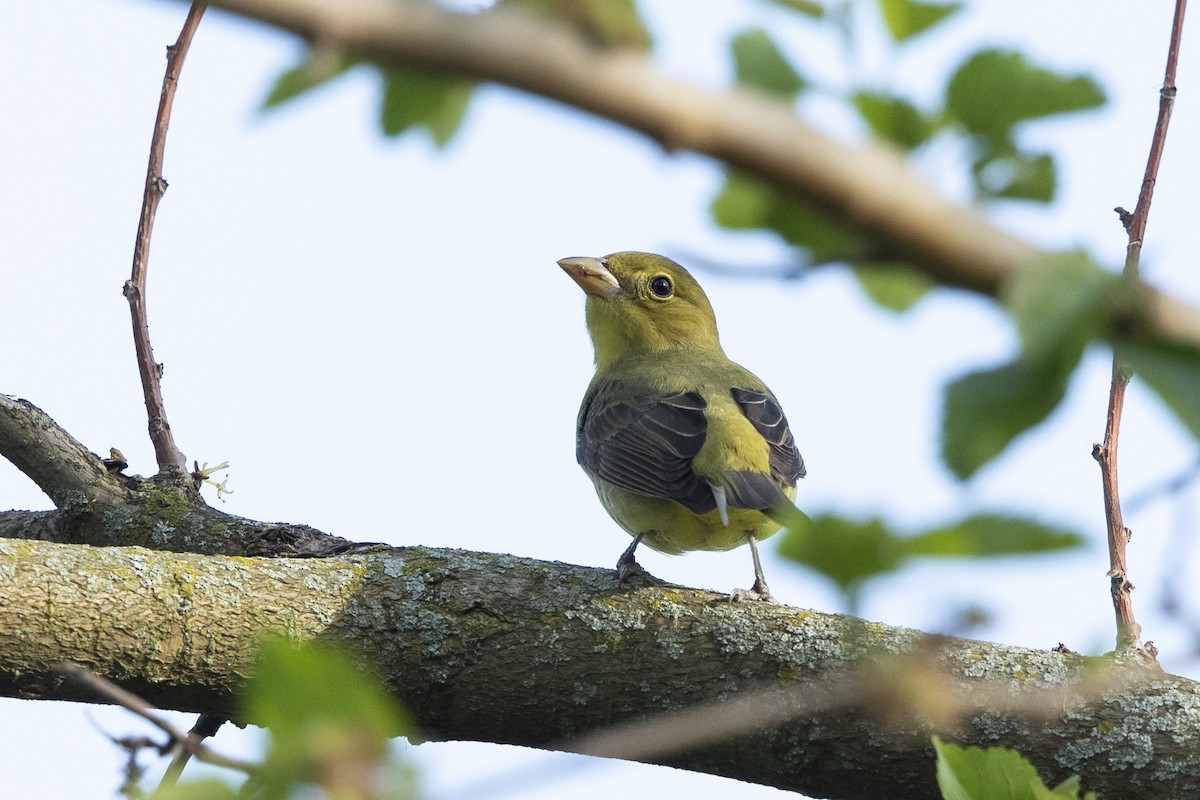 Scarlet Tanager - John Troth