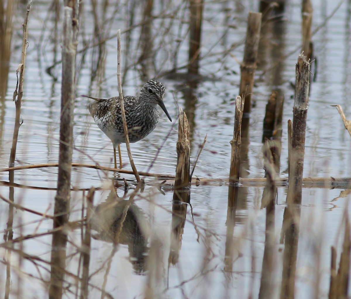 Lesser Yellowlegs - ML619008656