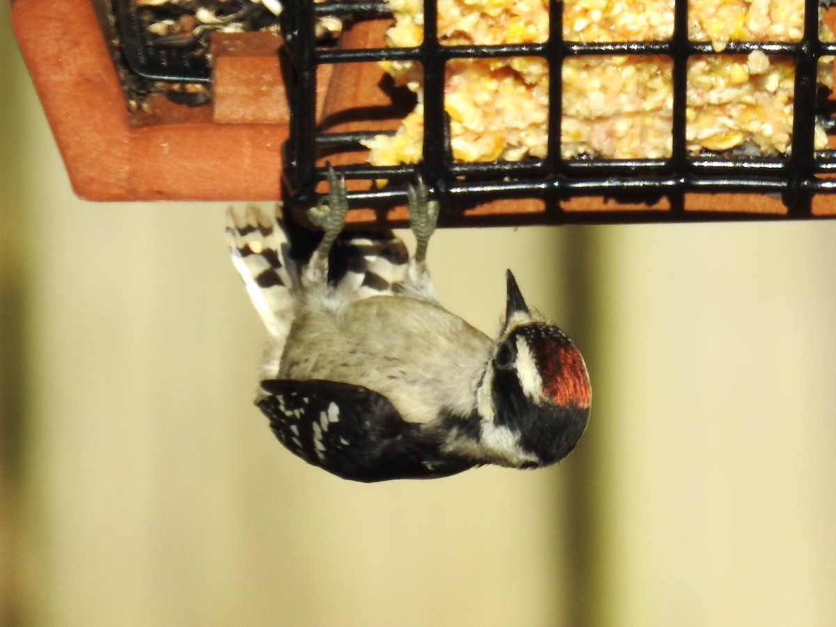 Downy Woodpecker - ML619008658