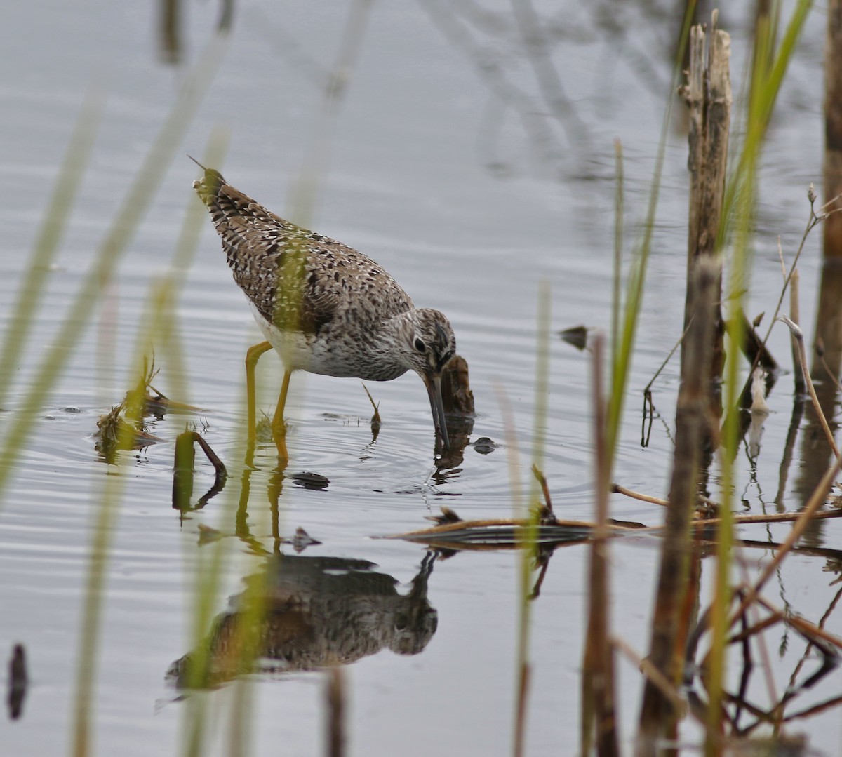 Lesser Yellowlegs - ML619008661