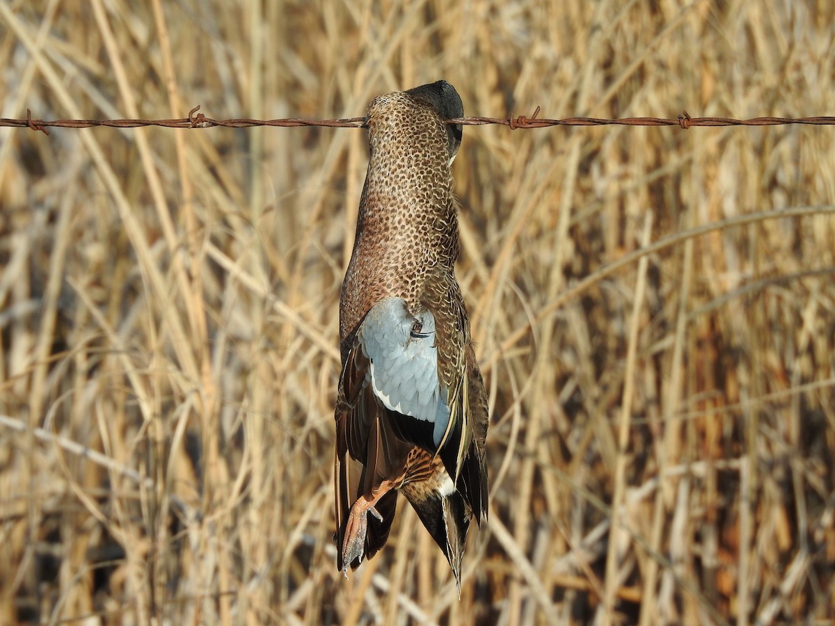 Blue-winged Teal - Shane Sater
