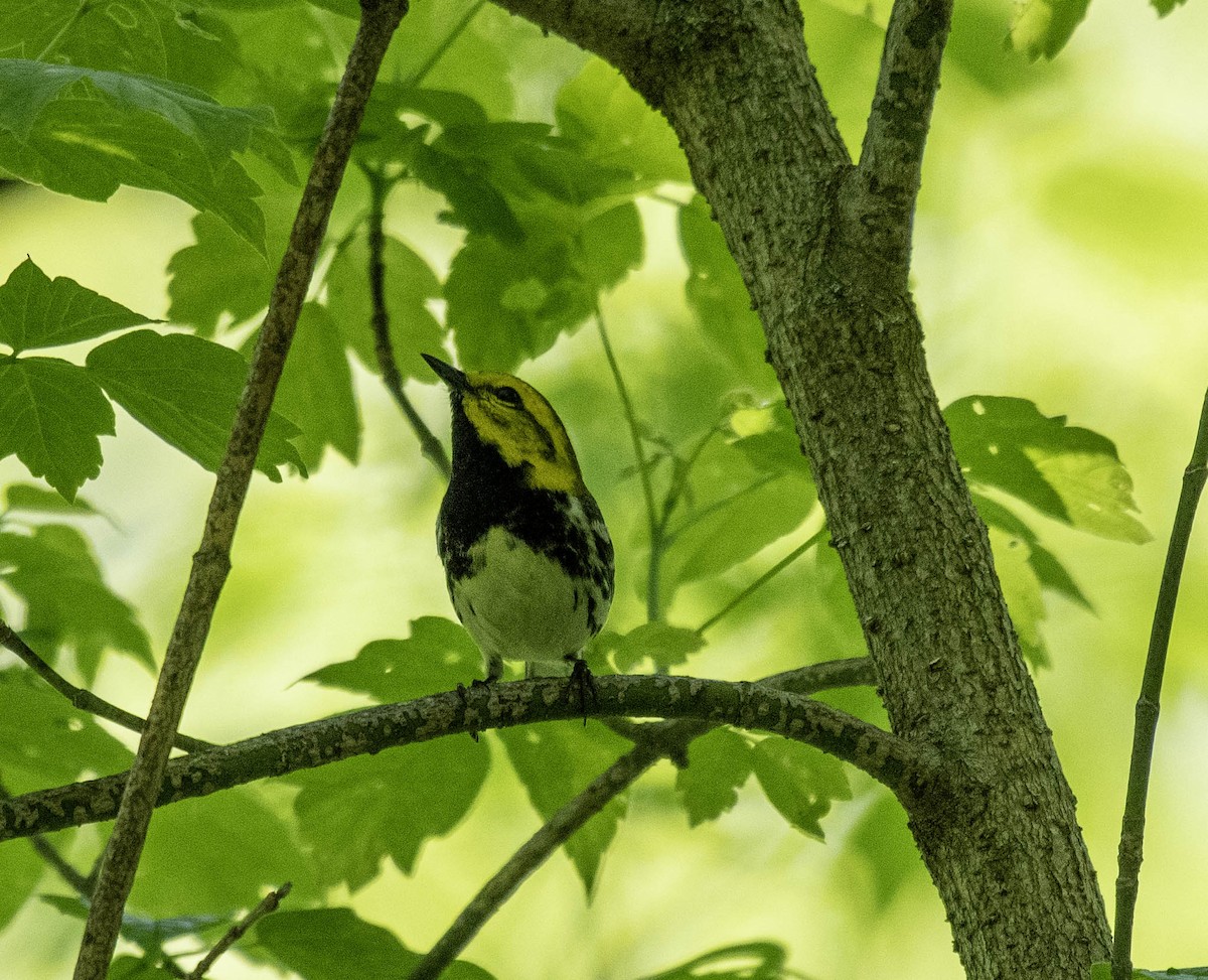 Black-throated Green Warbler - Estela Quintero-Weldon