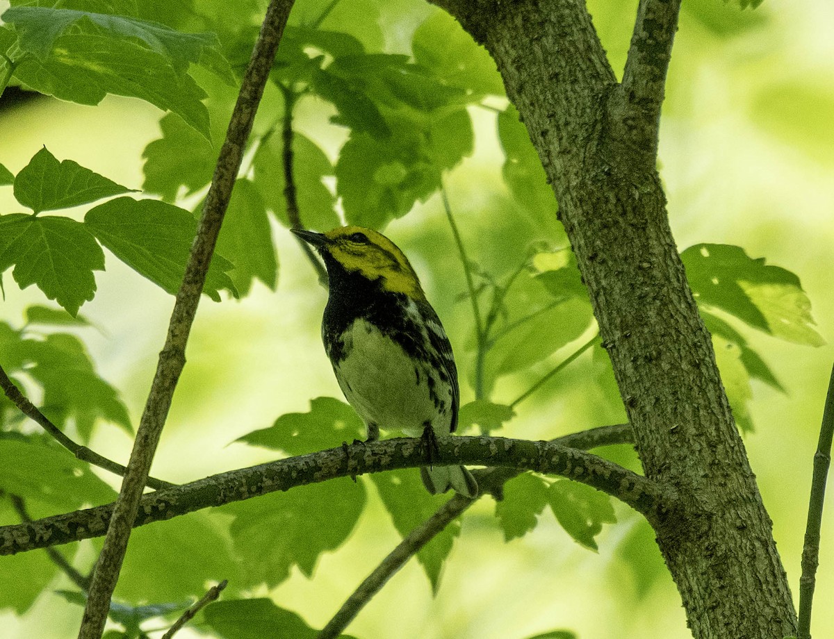 Black-throated Green Warbler - Estela Quintero-Weldon