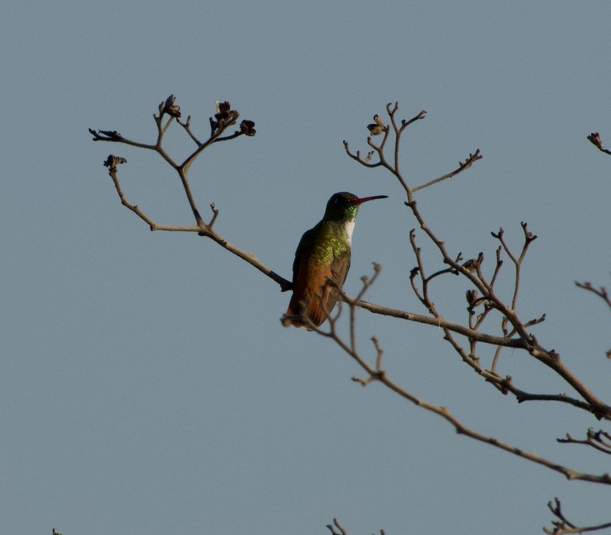 Amazilia Hummingbird - ML619008683