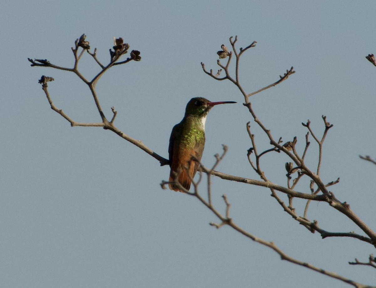 Amazilia Hummingbird - ML619008684