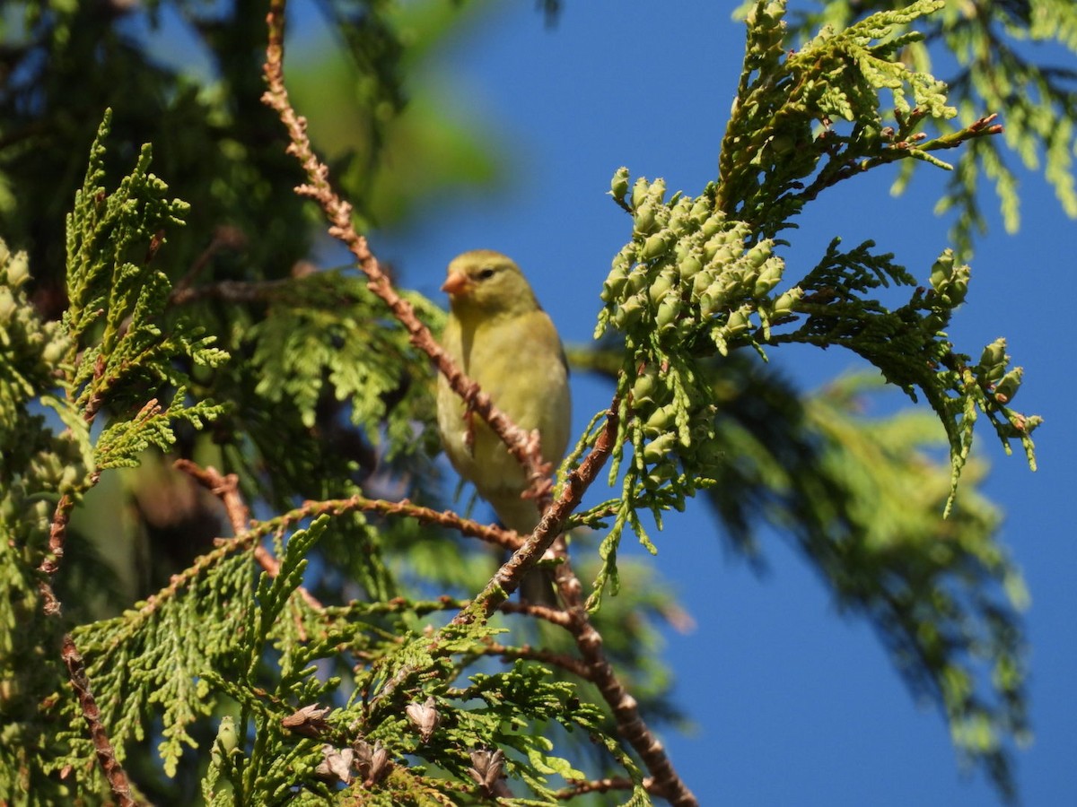 American Goldfinch - ML619008692