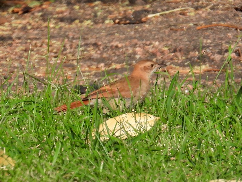 Rufous Hornero - bob butler