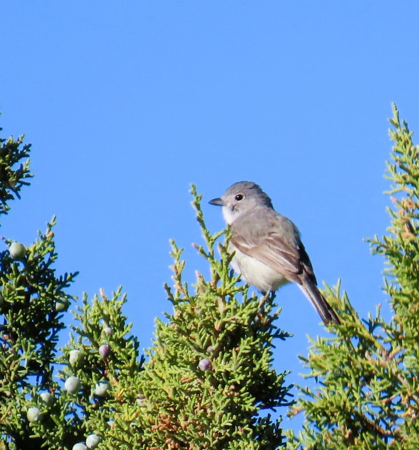 Gray Vireo - Natalie Tanner