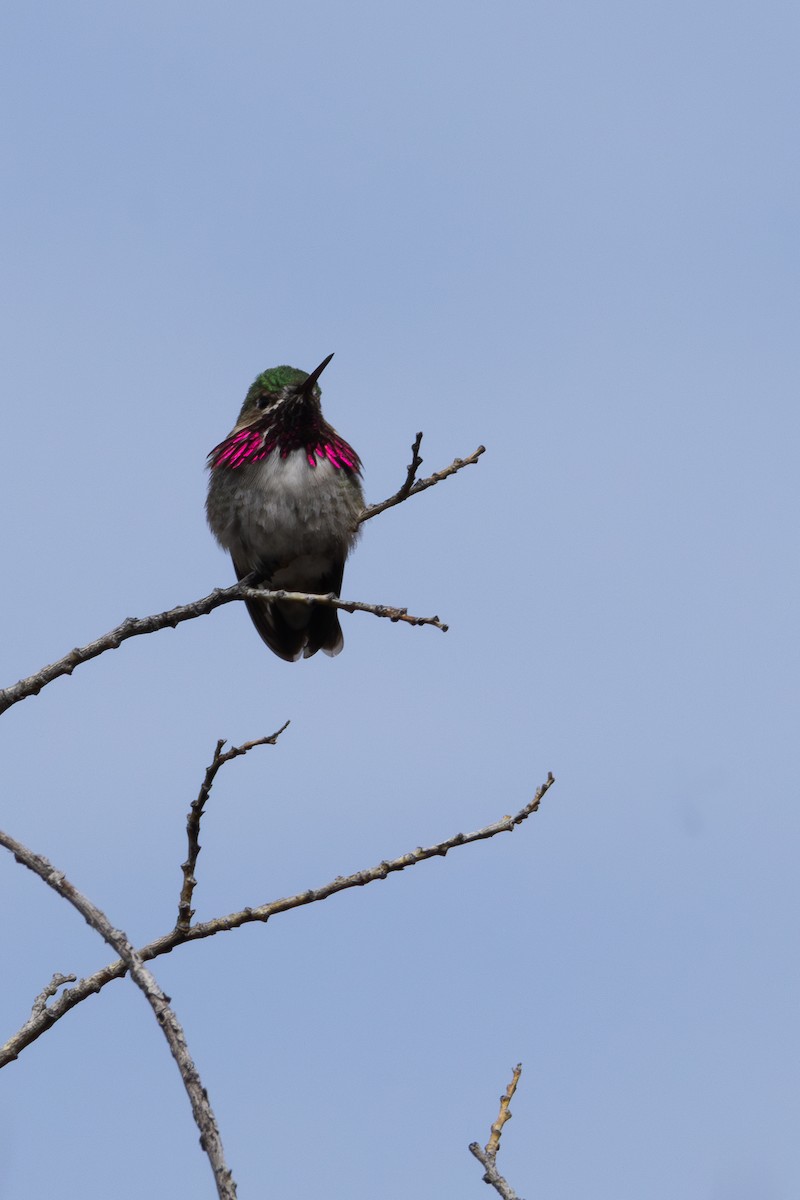 Calliope Hummingbird - David R. Scott