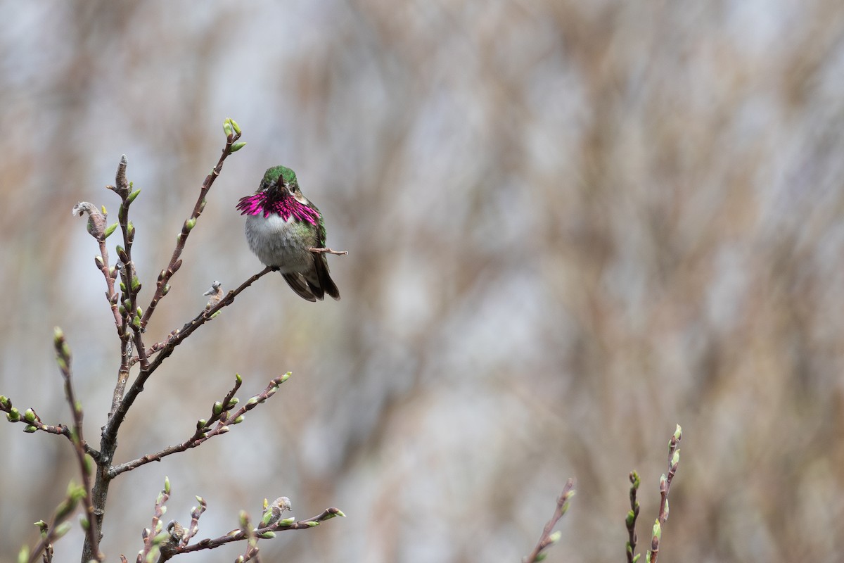 Calliope Hummingbird - David R. Scott