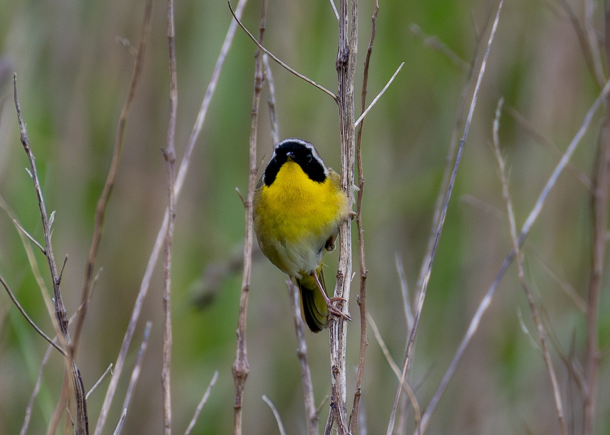 Common Yellowthroat - ML619008744