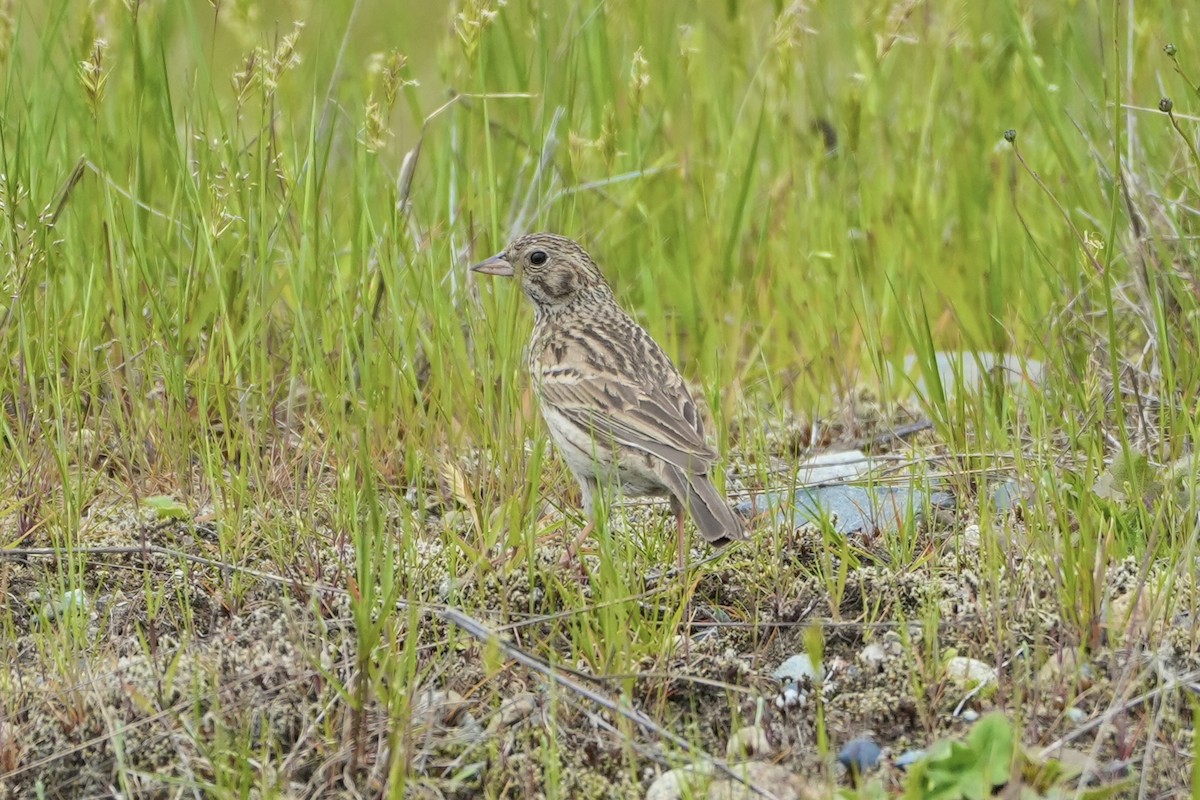 Vesper Sparrow - ML619008745