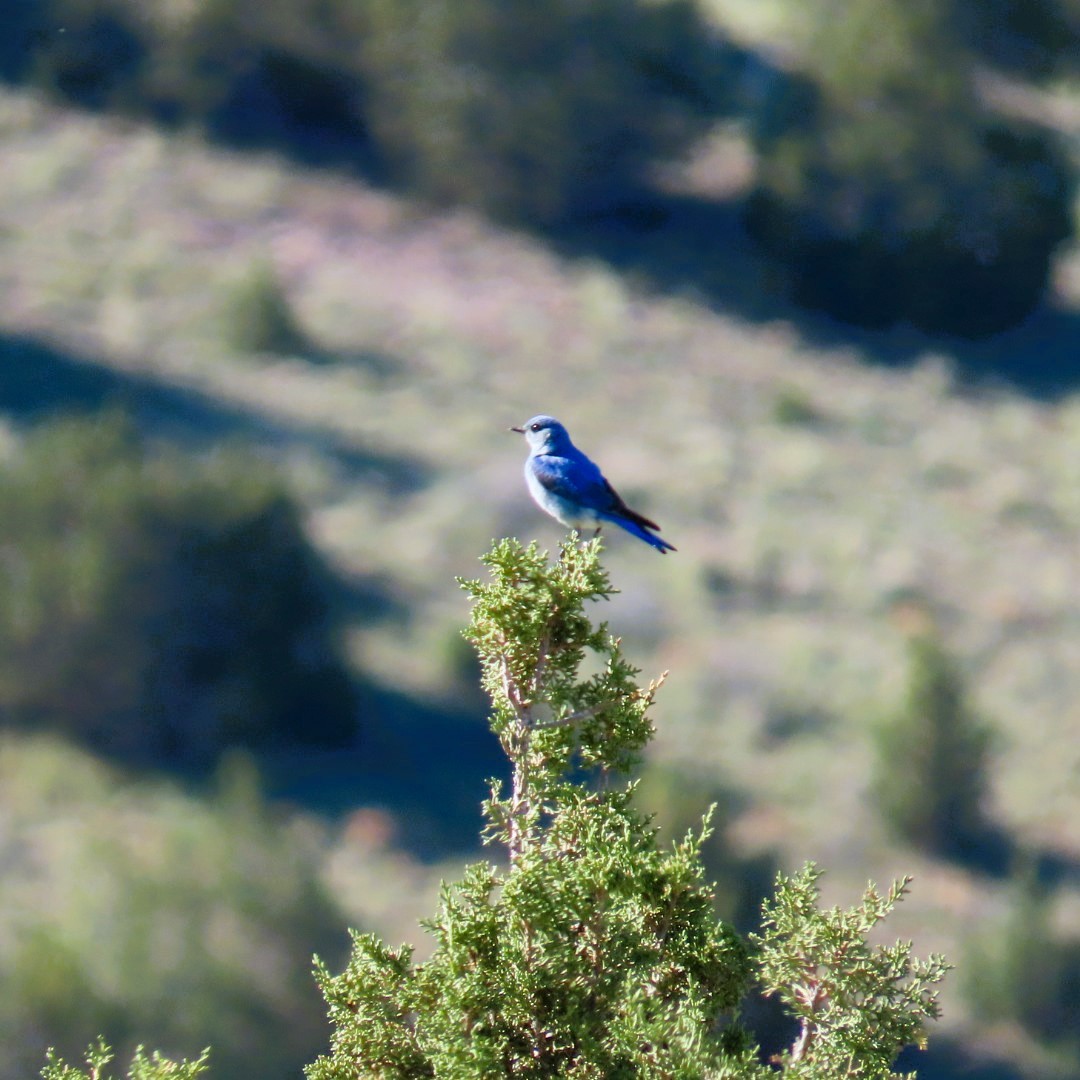 Mountain Bluebird - Natalie Tanner