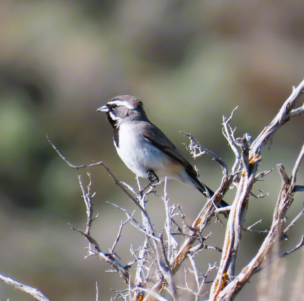 Black-throated Sparrow - ML619008811