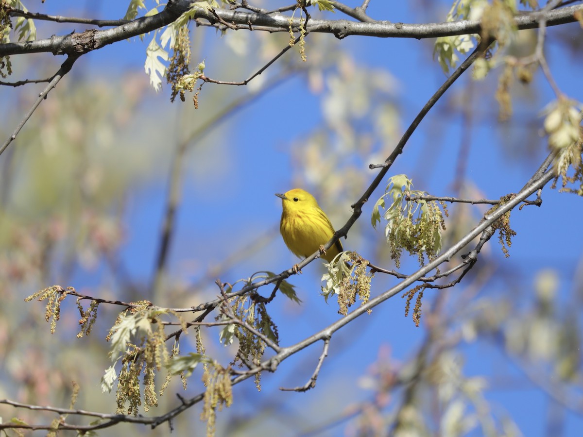 Yellow Warbler - David Wittrock