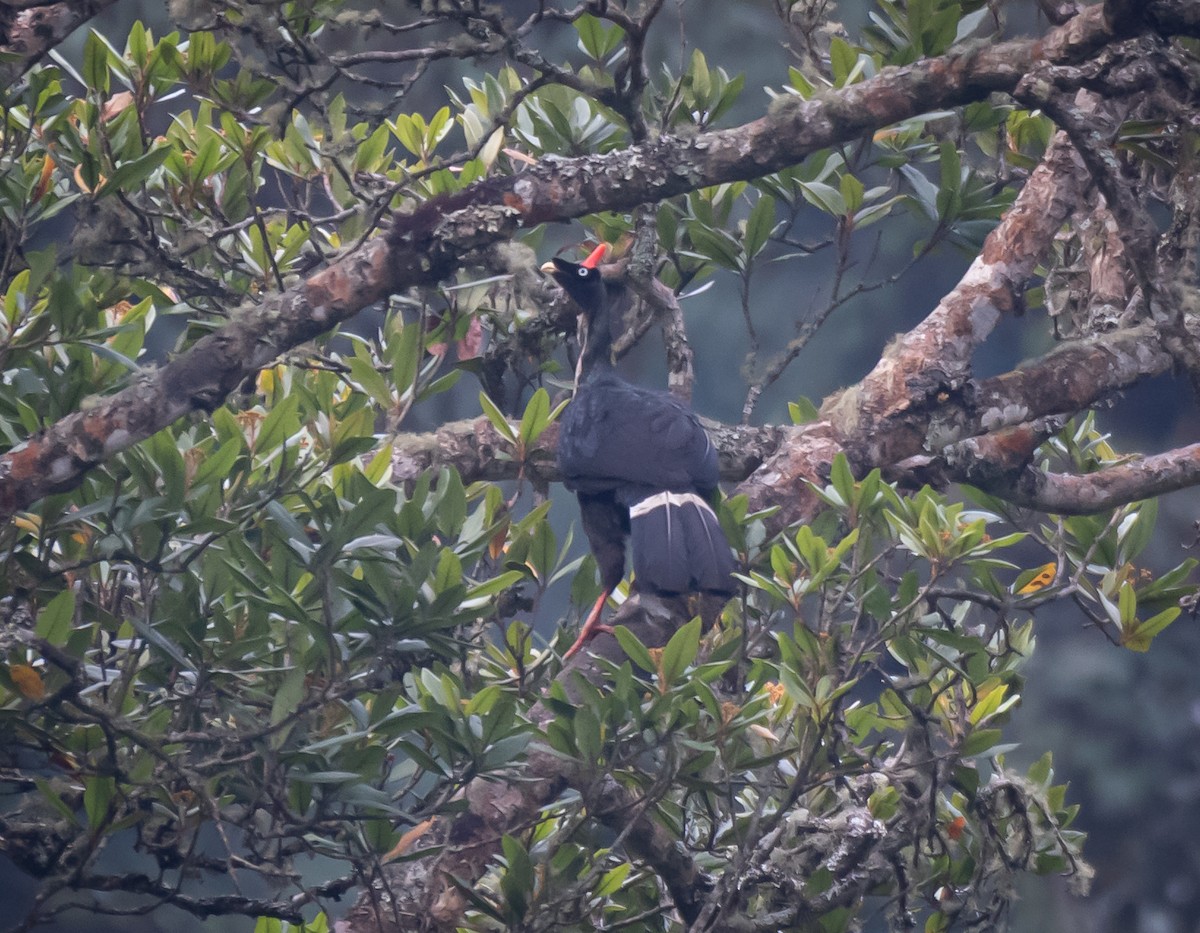 Horned Guan - ML619008821