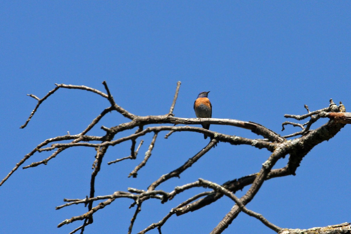 Western Bluebird - William Clark