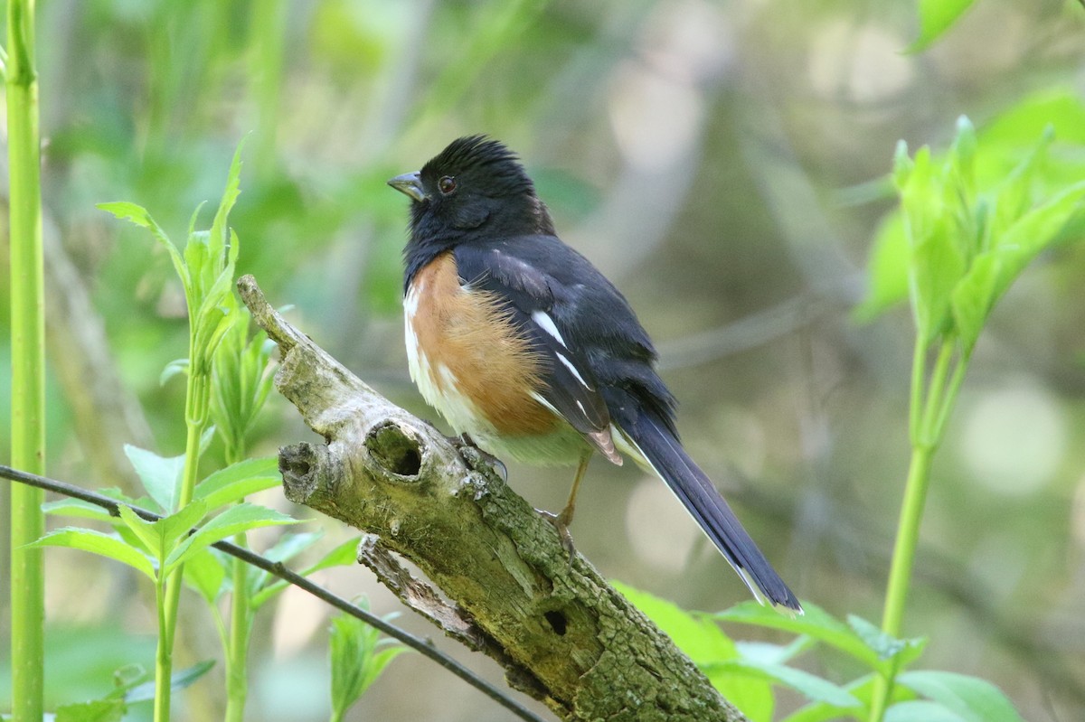 Eastern Towhee - ML619008835