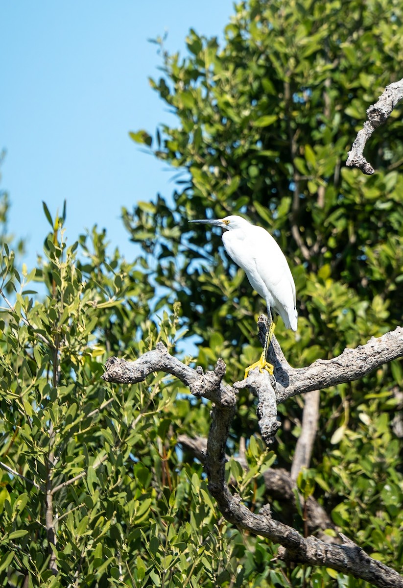 Snowy Egret - ML619008836