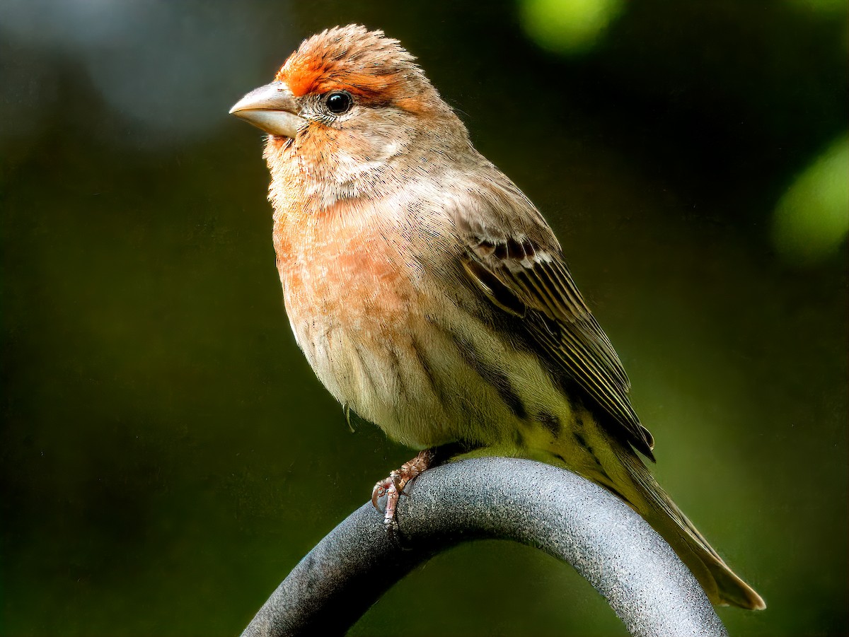 House Finch - Dan Tallman