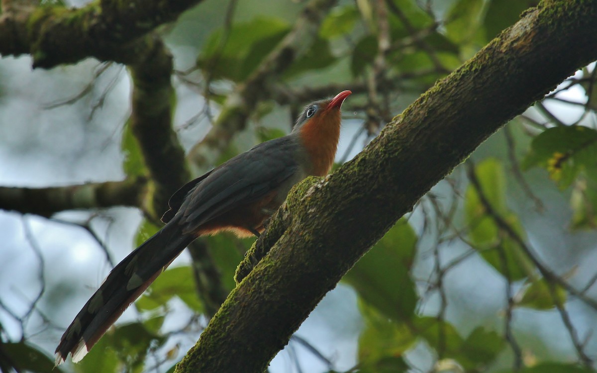 Red-billed Malkoha - ML619008843