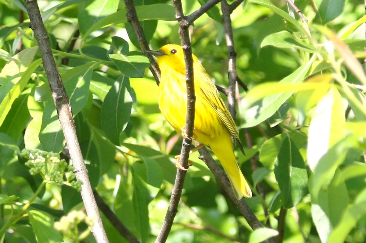 Yellow Warbler - Ken Nisly