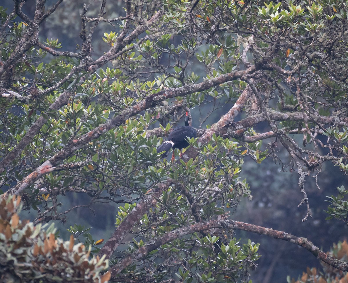 Horned Guan - ML619008858