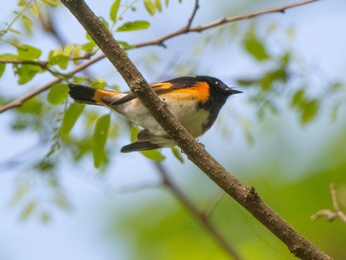 American Redstart - ML619008865