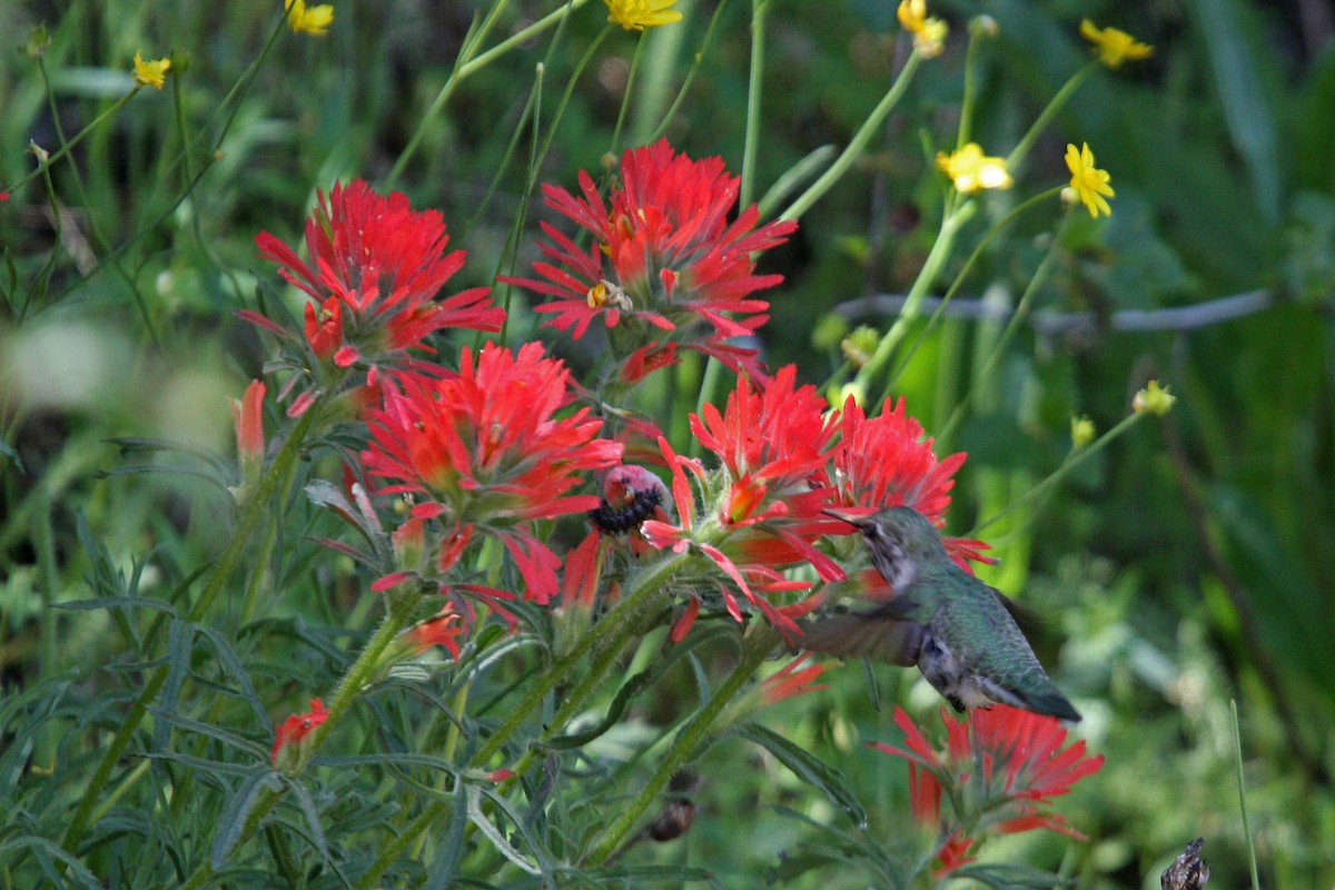 Colibrí de Anna - ML619008869