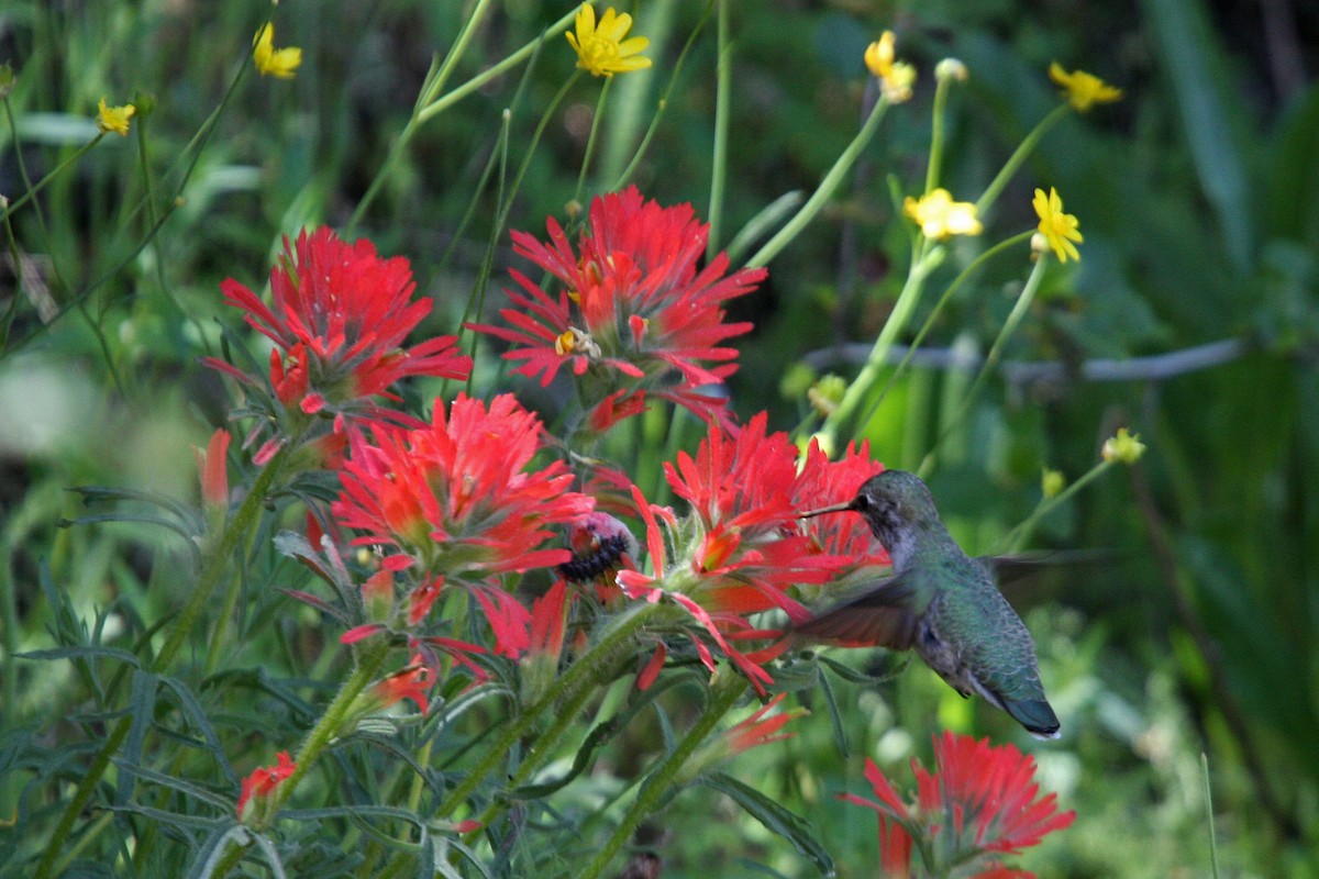 Anna's Hummingbird - ML619008873