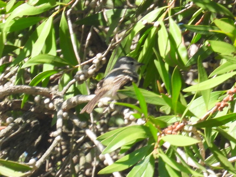 Small-billed Elaenia - ML619008884