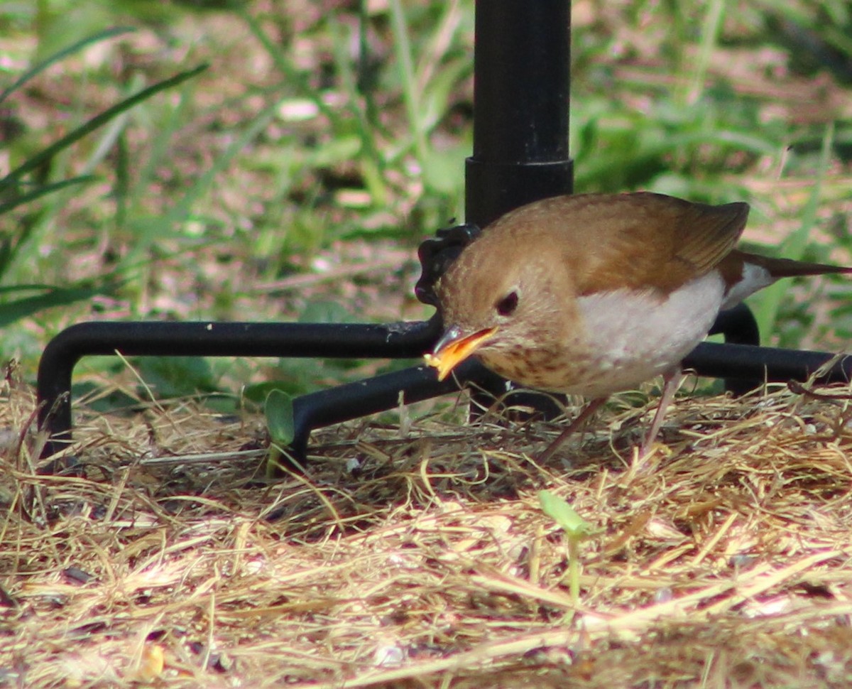 Veery - S Vendela