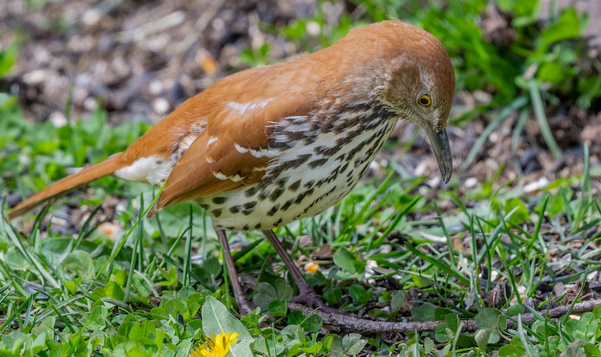 Brown Thrasher - Jim Carroll