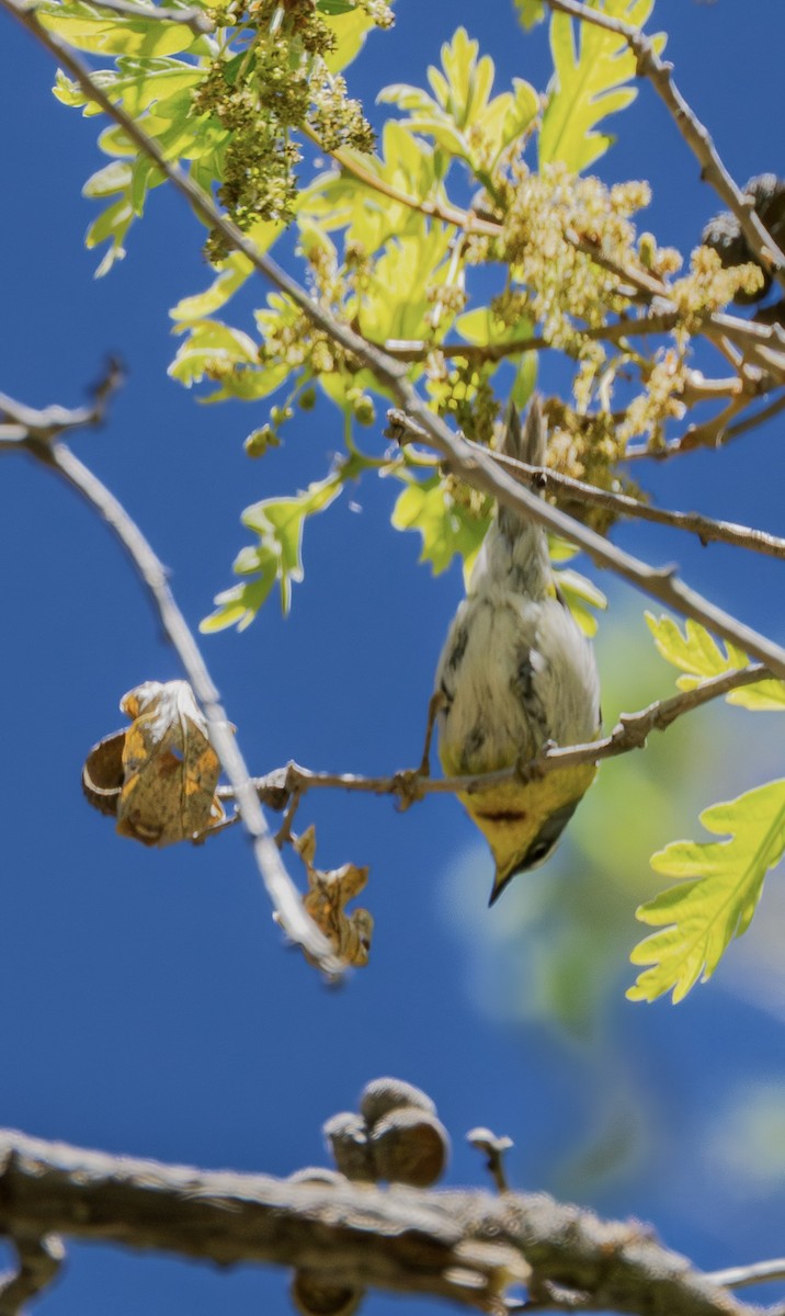 Crescent-chested Warbler - Hiromi Karagiannis