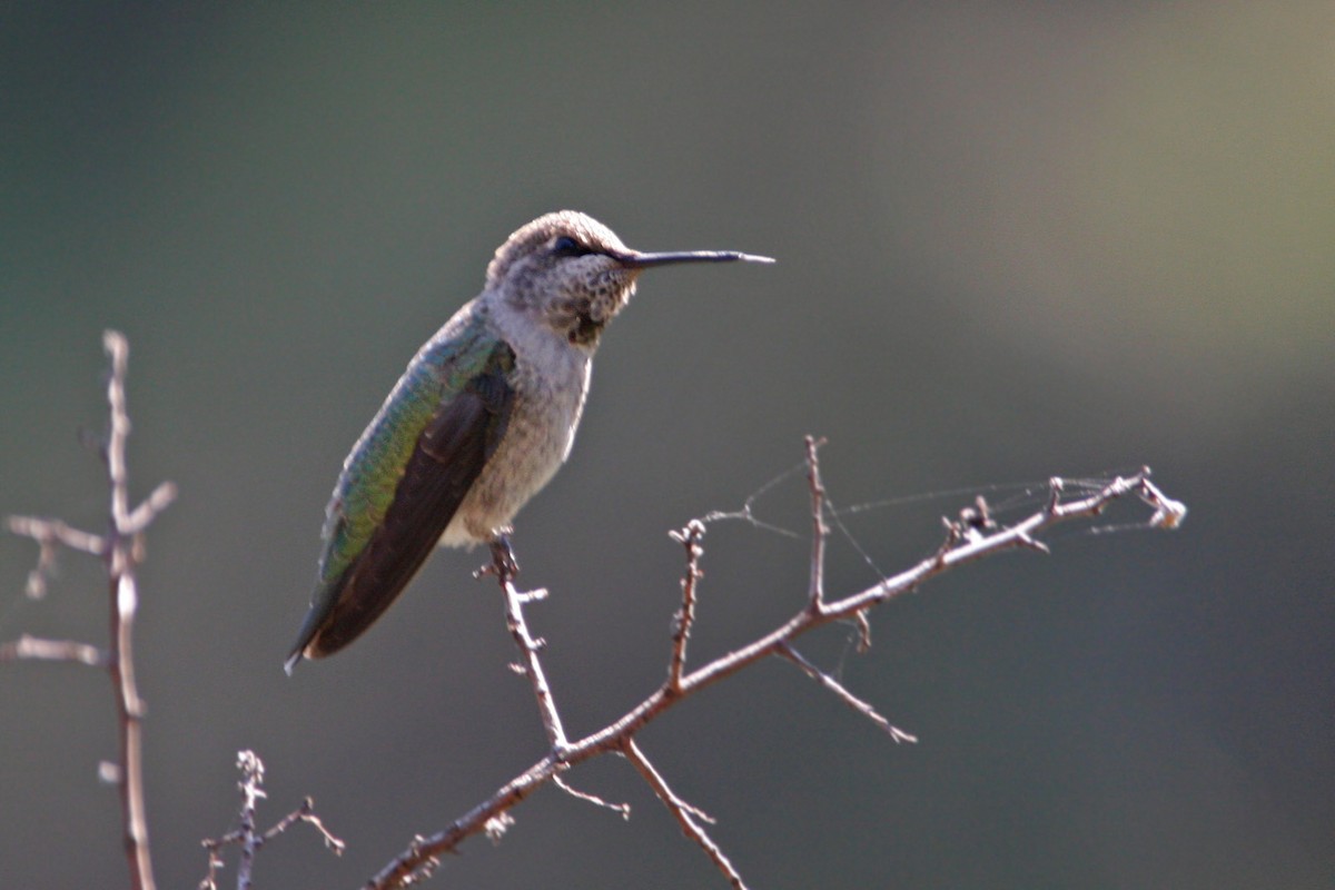 Anna's Hummingbird - William Clark