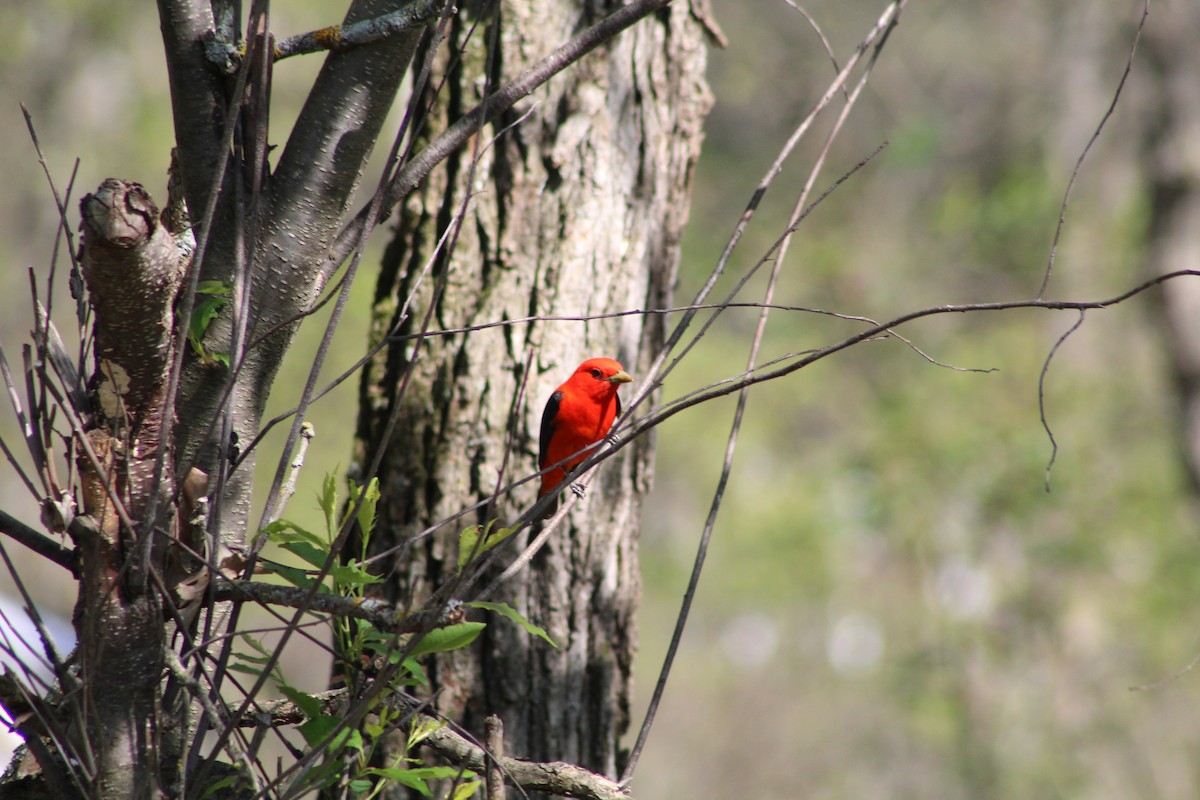 Scarlet Tanager - ML619008988