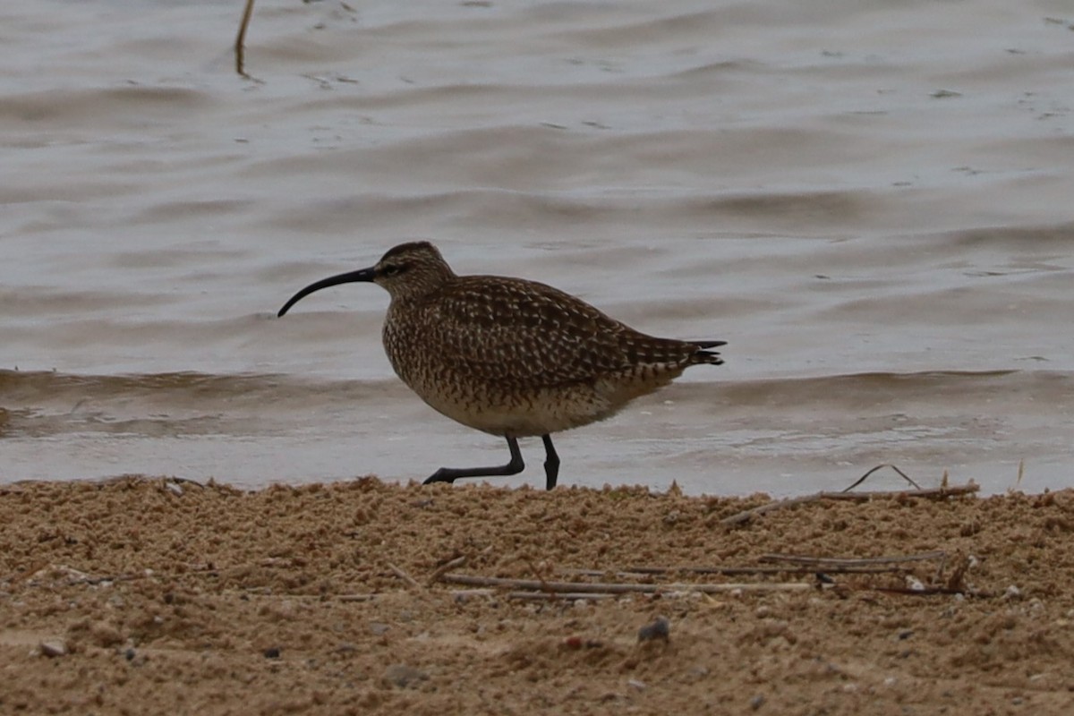 Whimbrel - Lucy Wilson