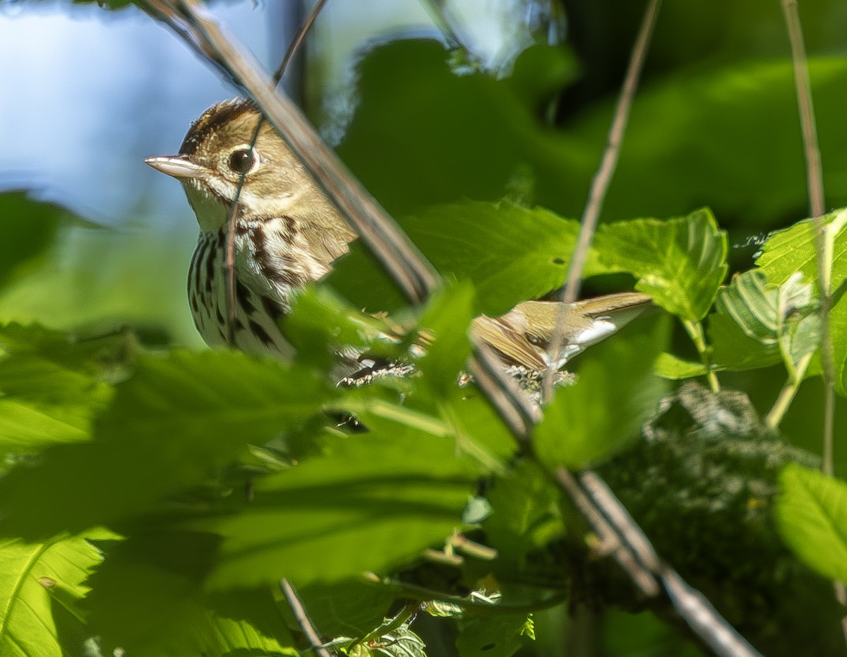 Ovenbird - ML619009002