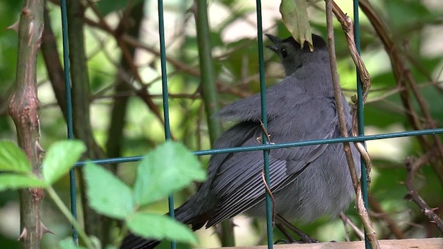 Gray Catbird - ML619009007