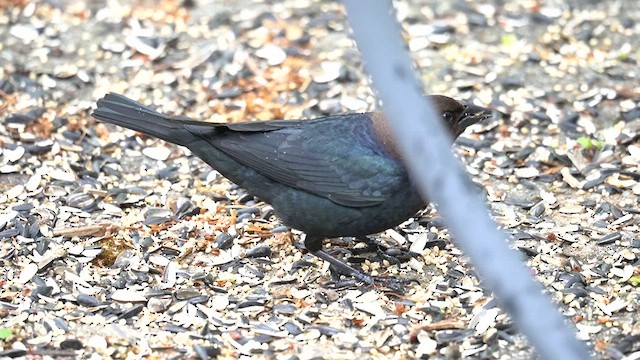 Brown-headed Cowbird - ML619009034