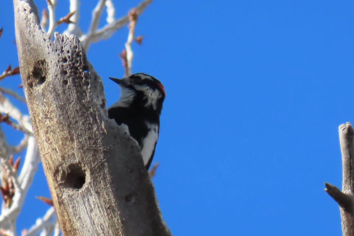 Downy Woodpecker - ML619009038