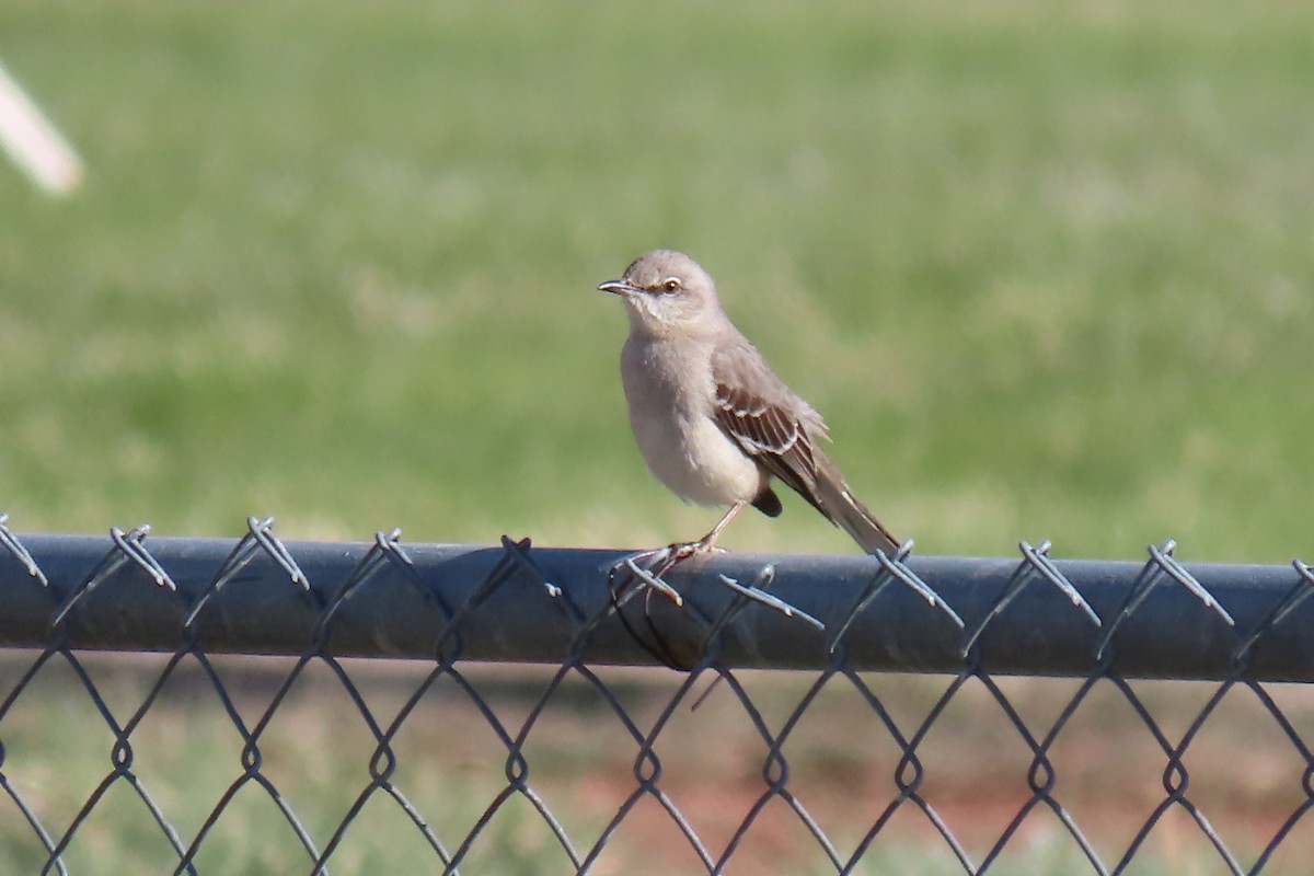 Northern Mockingbird - ML619009046