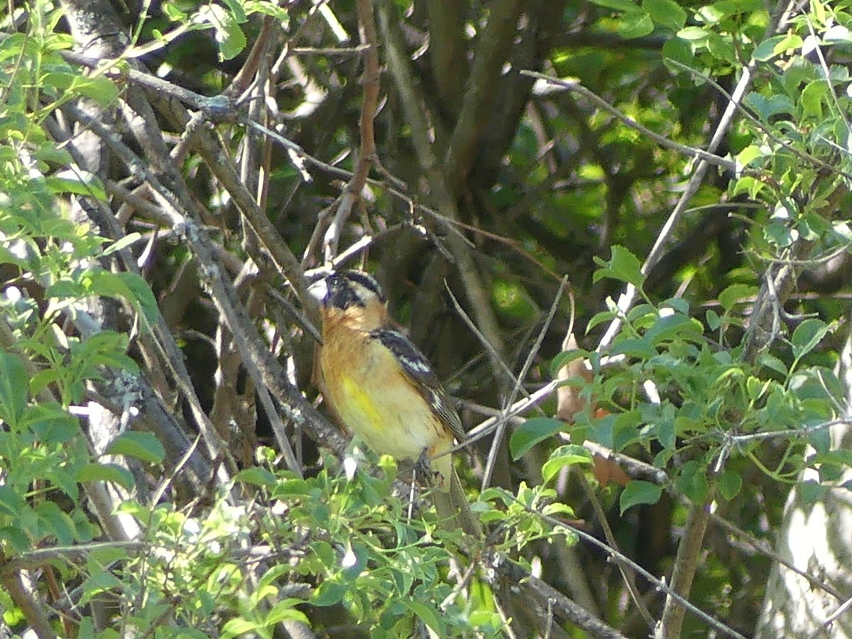 Black-headed Grosbeak - David Telles