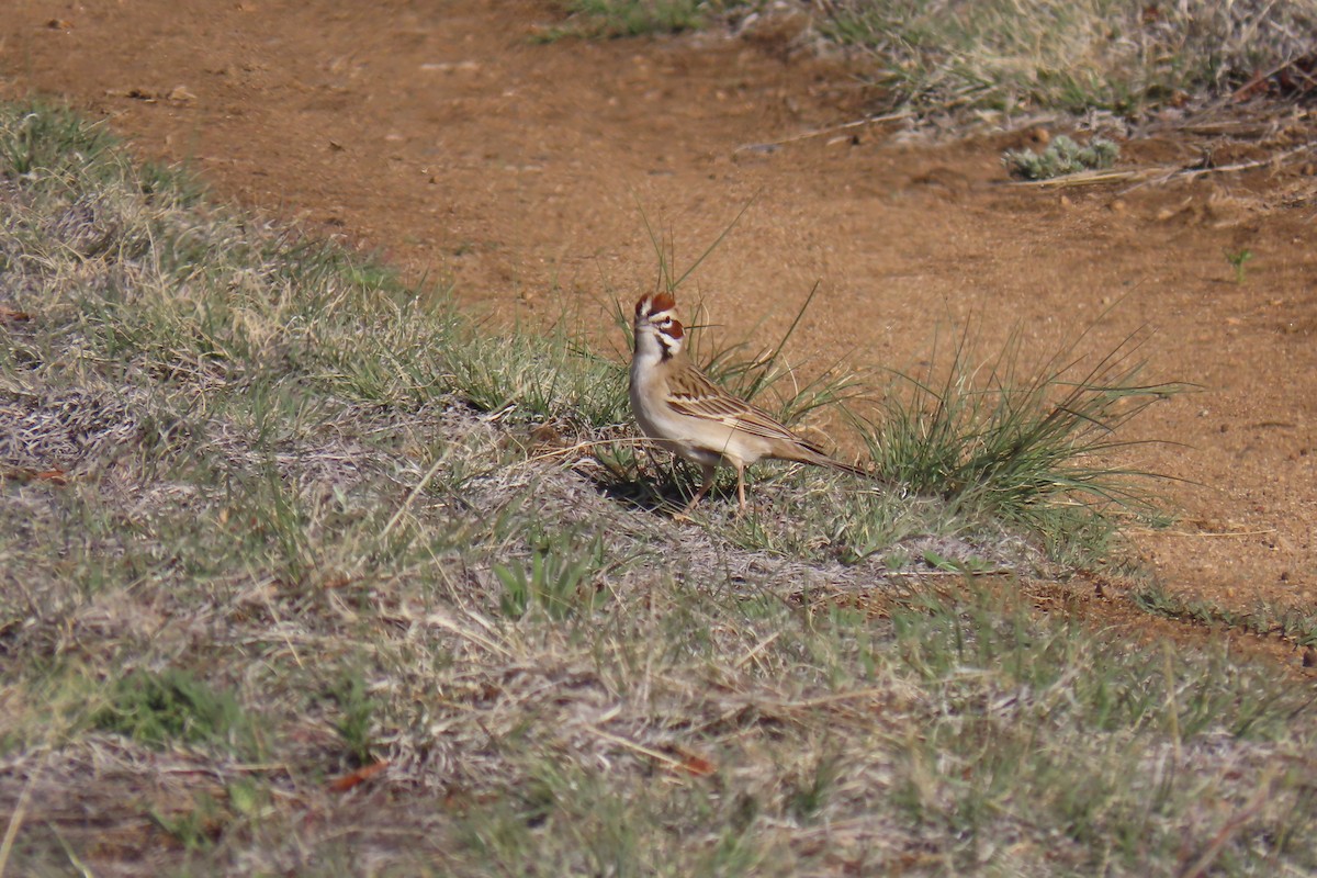 Lark Sparrow - ML619009052