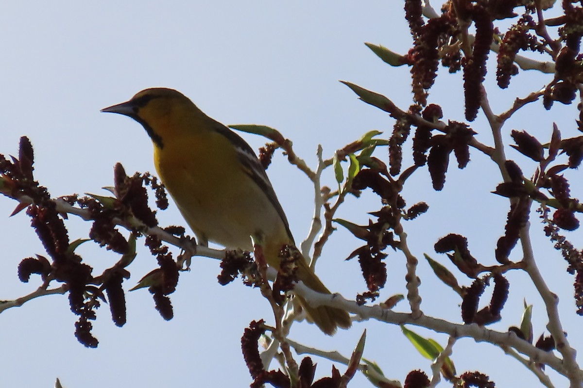 Bullock's Oriole - ML619009059