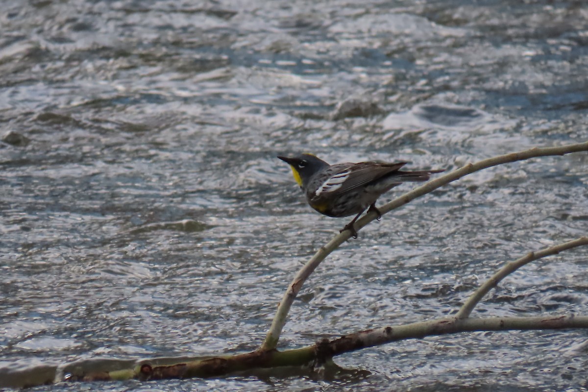 Yellow-rumped Warbler - ML619009062