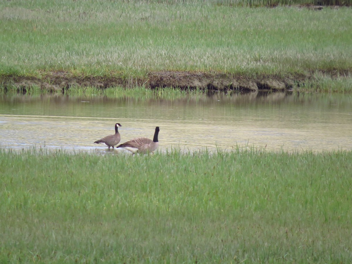 Cackling Goose - ML619009070