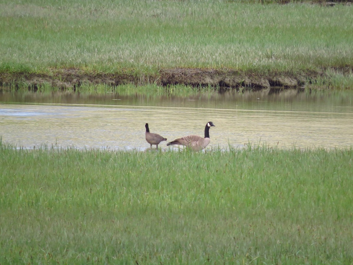 Cackling Goose - ML619009071