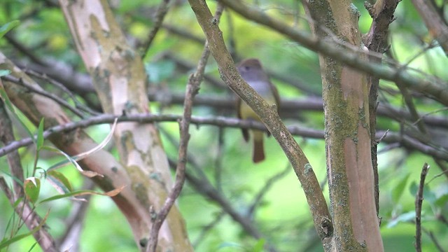 Great Crested Flycatcher - ML619009075